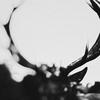 Ihsahn (orchestral version) (Clear with Black Smoke Vinyl) Ihsahn (orchestral version) (Clear with Black Smoke Vinyl)